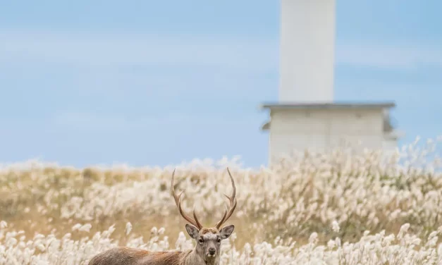 🌺 People See Outward Appearances but Truth Sees the Inner Heart | Master Woo Myung | Santa Clara Meditation