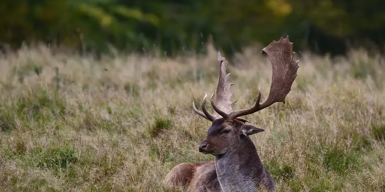 🌻 A SCOLDING: TRUE COMFORT AND THE FOOLISHNESS OF WORLDLY DESIRES | MASTER WOO MYUNG | SANTA CLARA MEDITATION