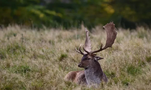 🌻 A SCOLDING: TRUE COMFORT AND THE FOOLISHNESS OF WORLDLY DESIRES | MASTER WOO MYUNG | SANTA CLARA MEDITATION