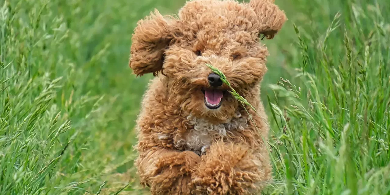 🌺 ANXIETY RELIEF: HOW TO DEAL WITH ANXIETY BY DISCARDING THE HUMAN MIND | MASTER WOO MYUNG | SANTA CLARA MEDITATION