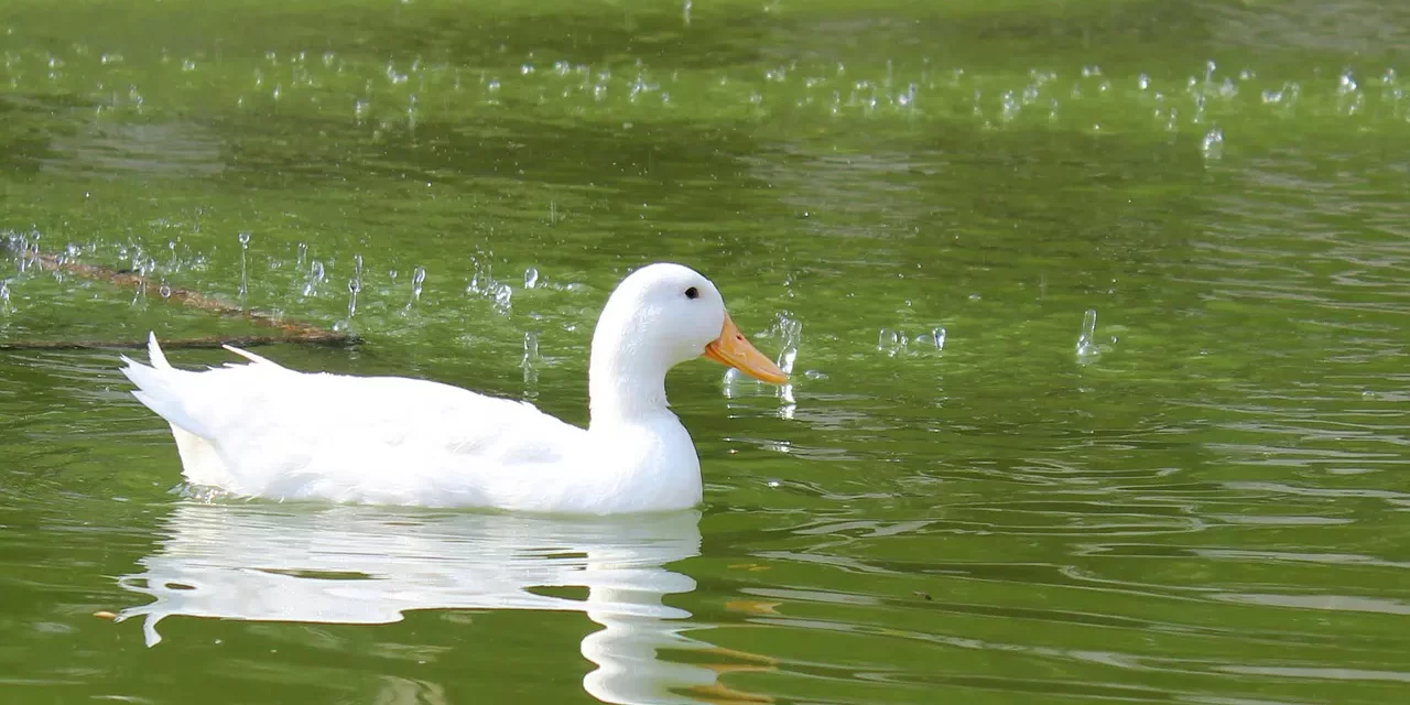 🌧️ Rain: change existence futility and truth | Master Woo Myung | Santa Clara Meditation