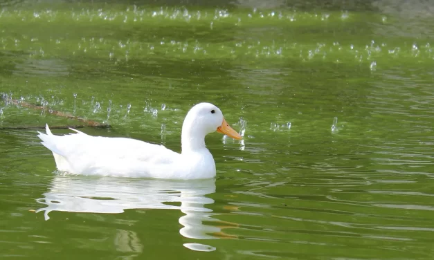 🌧️ Rain: change existence futility and truth | Master Woo Myung | Santa Clara Meditation