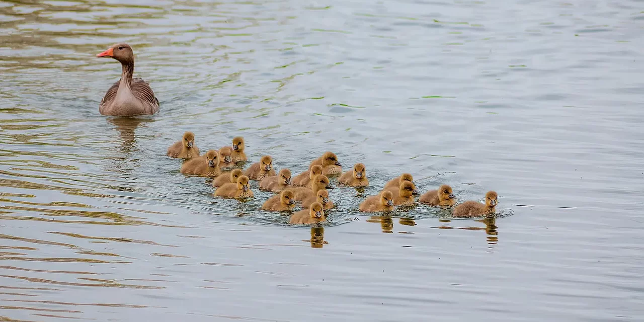 🌠 Learning: awakening to true wisdom and liberation | Master Woo Myung | Santa Clara Meditation