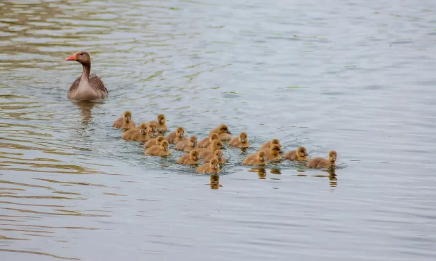 🌠 Learning: awakening to true wisdom and liberation | Master Woo Myung | Santa Clara Meditation
