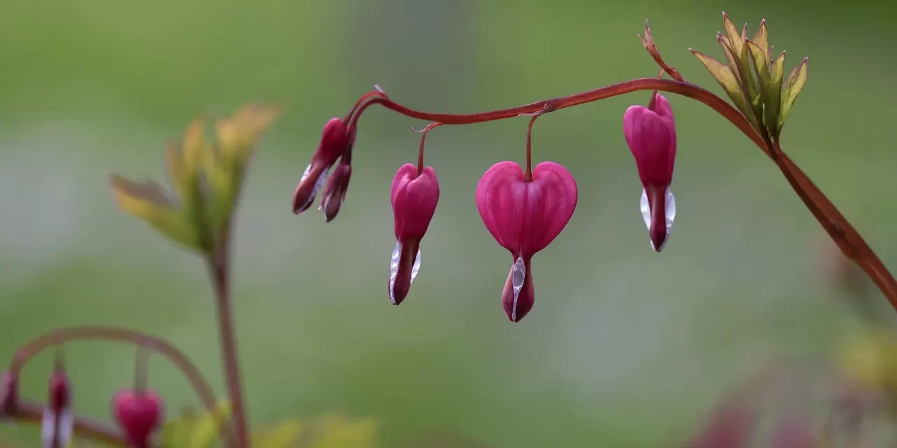 🌏 World of Truth: Living as the Eternal Mind of God and Buddha | Master Woo Myung | Santa Clara Meditation