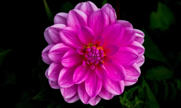 🌞 Man Does Not Live in the World, He Is Not True but False so He Is Dead: awakening from illusion to Truth | Master Woo Myung | Santa Clara Meditation