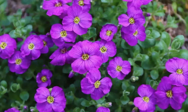 🌤️ How to Hear God’s Voice Through Prayer: Becoming One With the Divine Through Repentance | Master Woo Myung | Santa Clara Meditation