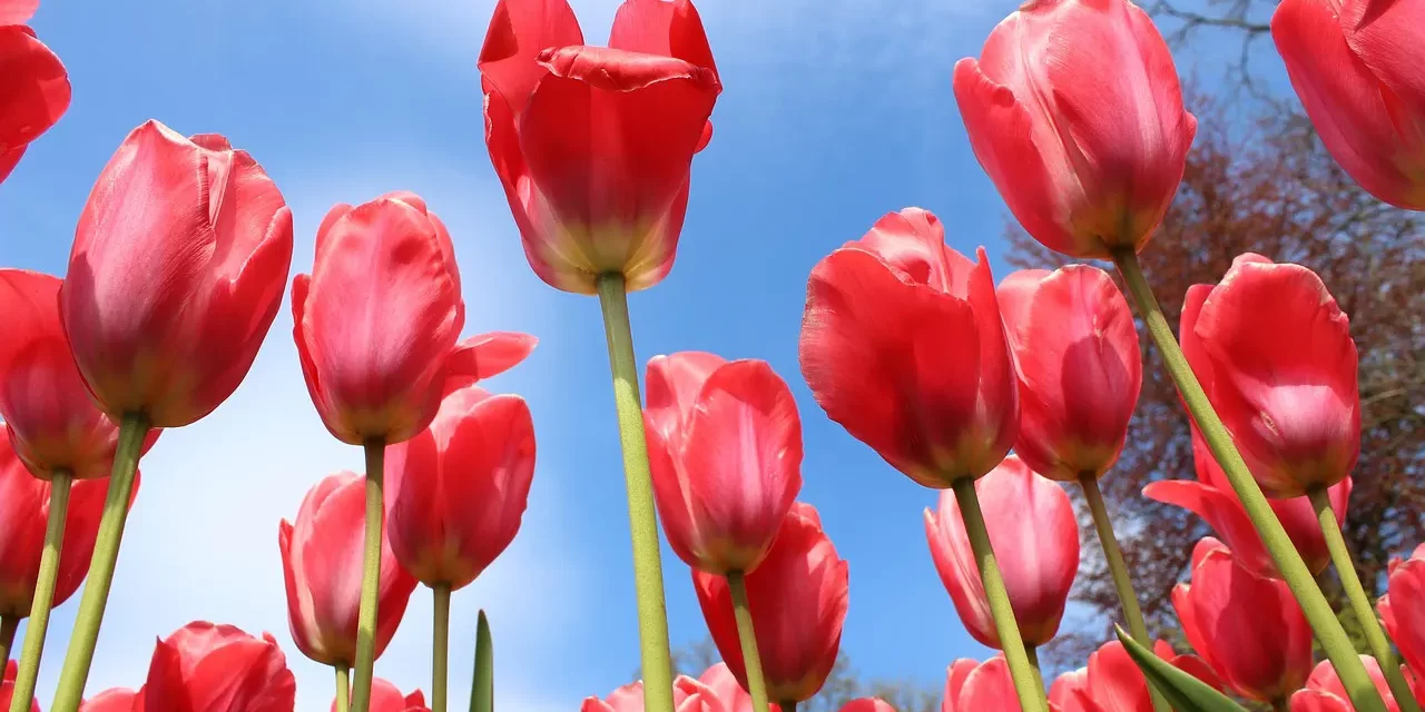 📚 WHAT IS PHILOSOPHY?: DISCOVERING THE ORIGIN AND THE WAY (DŌ) BEYOND THE HUMAN MIND | MASTER WOO MYUNG | SANTA CLARA MEDITATION