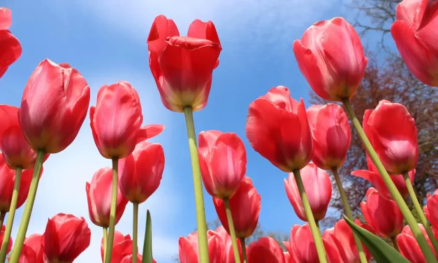 📚 WHAT IS PHILOSOPHY?: DISCOVERING THE ORIGIN AND THE WAY (DŌ) BEYOND THE HUMAN MIND | MASTER WOO MYUNG | SANTA CLARA MEDITATION