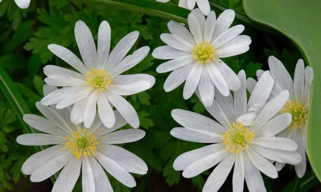 🌈 Where Is Heaven That Is Paradise? | Master Woo Myung | Santa Clara Meditation