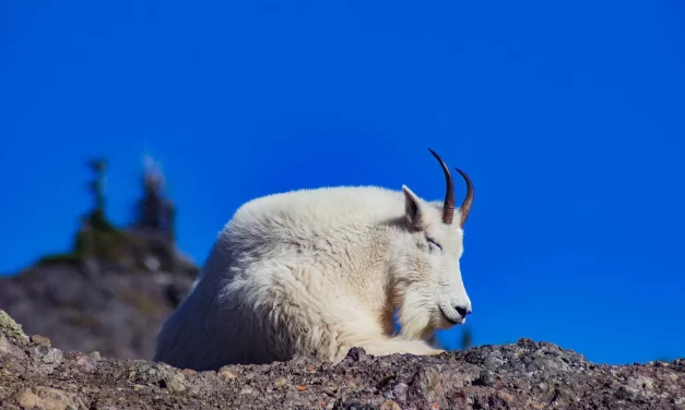 🌌 WHAT IS SAMSARA (THE ETERNAL CYCLE OF BIRTH, DEATH AND REBIRTH)? | MASTER WOO MYUNG | SANTA CLARA MEDITATION