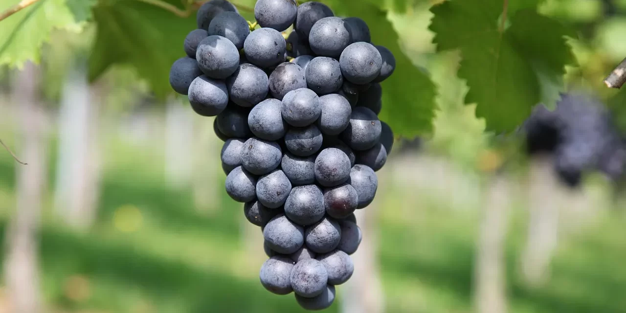 🌿 Sin: Understanding Original and Personal Sin to Be Reborn in Eternal Heaven | Master Woo Myung | Santa Clara Meditation