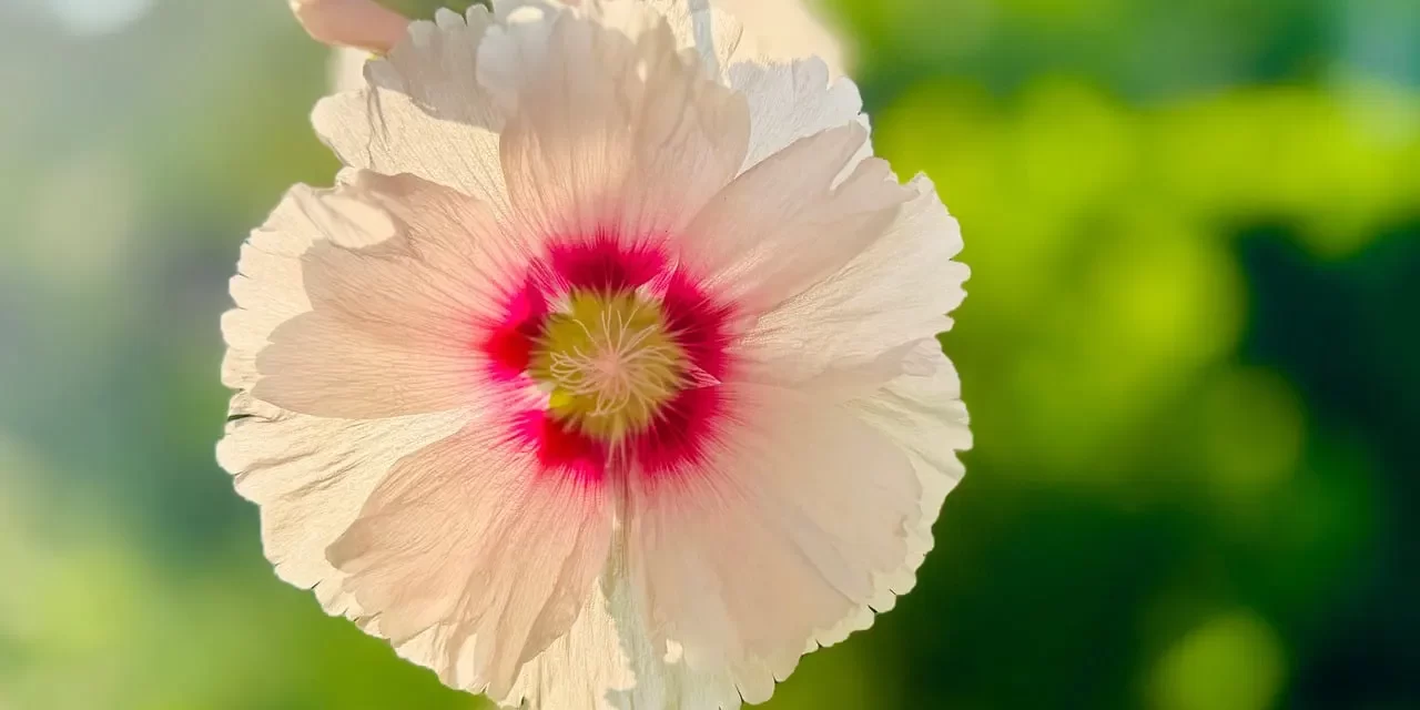 🌅 CHASING OUT DEMONS: PURIFYING THE MIND TO BECOME A DIVINE BEING | MASTER WOO MYUNG | SANTA CLARA MEDITATION