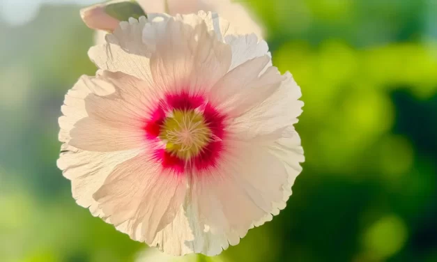 🌅 CHASING OUT DEMONS: PURIFYING THE MIND TO BECOME A DIVINE BEING | MASTER WOO MYUNG | SANTA CLARA MEDITATION