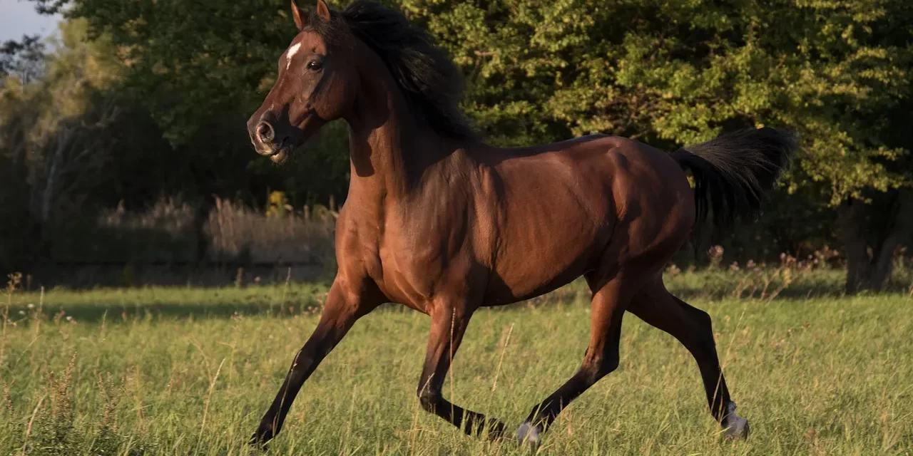 🌫 Mistaken: awakening from illusion to the true Mind | Master Woo Myung | Santa Clara Meditation