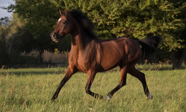 🌫 Mistaken: awakening from illusion to the true Mind | Master Woo Myung | Santa Clara Meditation