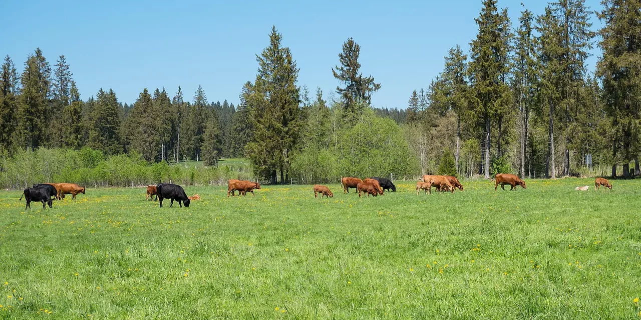 🕊️ RITE FOR THE DEAD: LIBERATING SOULS AND RETURNING THEM TO HEAVEN | MASTER WOO MYUNG | SANTA CLARA MEDITATION