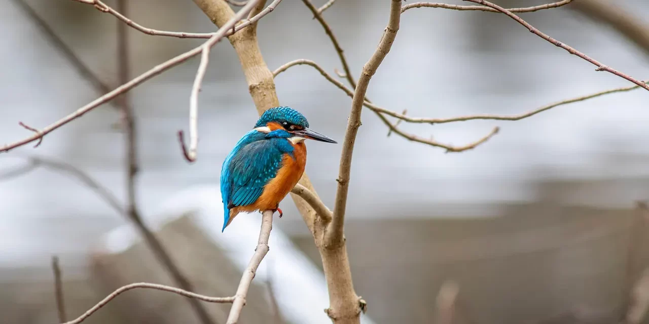 🌞 HOW TO ELIMINATE WORRIES: DISCARDING THE MIND THAT CREATES CONCERN | MASTER WOO MYUNG | SANTA CLARA MEDITATION