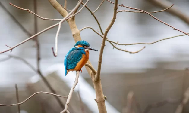 🌞 HOW TO ELIMINATE WORRIES: DISCARDING THE MIND THAT CREATES CONCERN | MASTER WOO MYUNG | SANTA CLARA MEDITATION