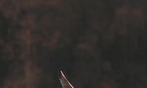 🌌 The State of ‘No Concepts and No Ideas’: Living Without Self in Every Moment | Master Woo Myung | Santa Clara Meditation