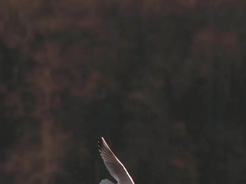 🌌 The State of ‘No Concepts and No Ideas’: Living Without Self in Every Moment | Master Woo Myung | Santa Clara Meditation