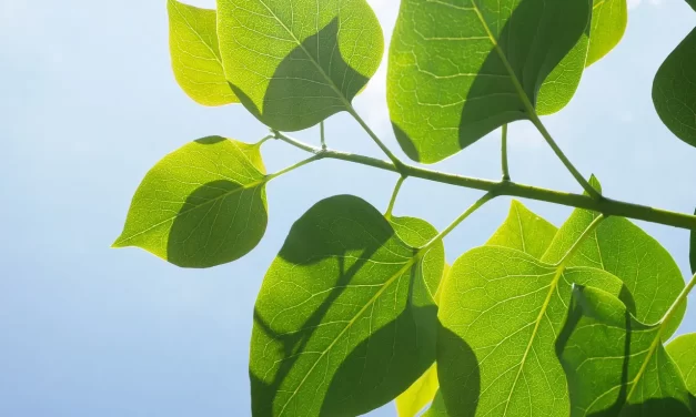 🌍 HUMAN LIFE: CASTING OFF THE FALSE LIFE AND AWAKENING TO THE TRUE SELF WHERE TRUTH EXISTS | MASTER WOO MYUNG | SANTA CLARA MEDITATION