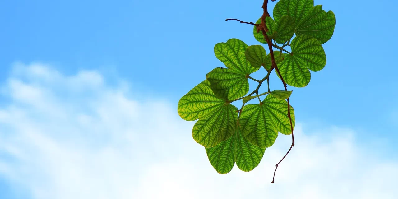 🌅 ONE WHO IS COMPLETELY ENLIGHTENED, ONE WHO HAS ACCOMPLISHED ALL, ONE WHO KNOWS ALL | MASTER WOO MYUNG | SANTA CLARA MEDITATION