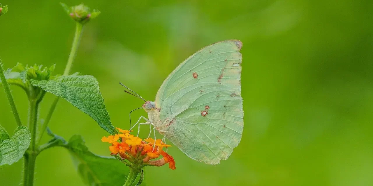 🌑 UNFORGIVABLE SIN: THE DENIAL OF TRUTH | MASTER WOO MYUNG | SANTA CLARA MEDITATION