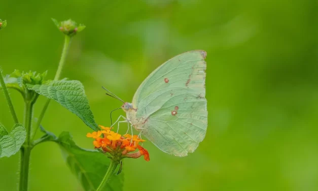 🌑 UNFORGIVABLE SIN: THE DENIAL OF TRUTH | MASTER WOO MYUNG | SANTA CLARA MEDITATION