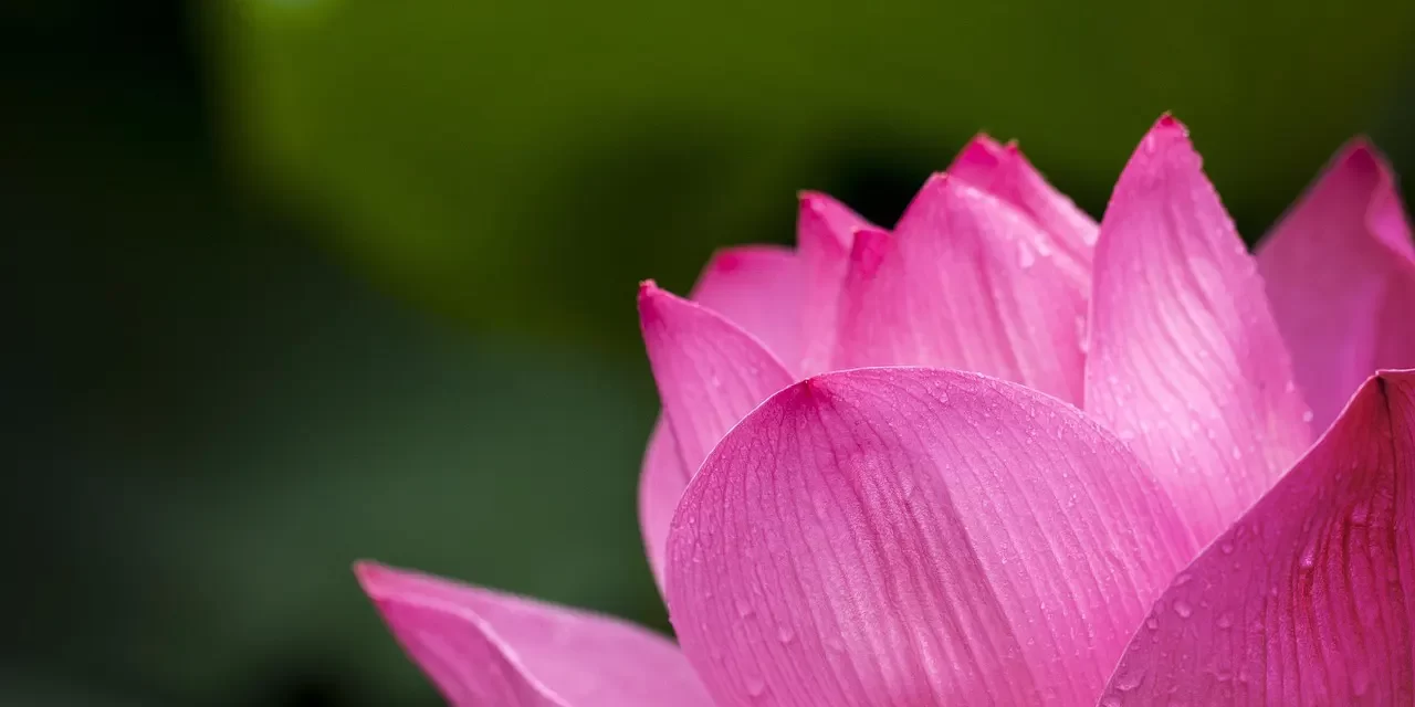 🌸 The Six Senses Become Clean When One Strives Toward Truth: Returning to the Original Self | Master Woo Myung | Santa Clara Meditation