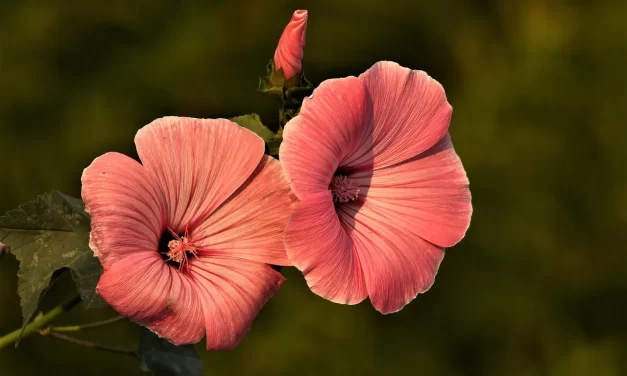 ⚰️ DO YOU KNOW WHERE YOU WILL GO WHEN YOU PASS ON TO THE AFTERWORLD?: HEAVEN, HELL, AND RETURNING TO TRUTH | MASTER WOO MYUNG | SANTA CLARA MEDITATION