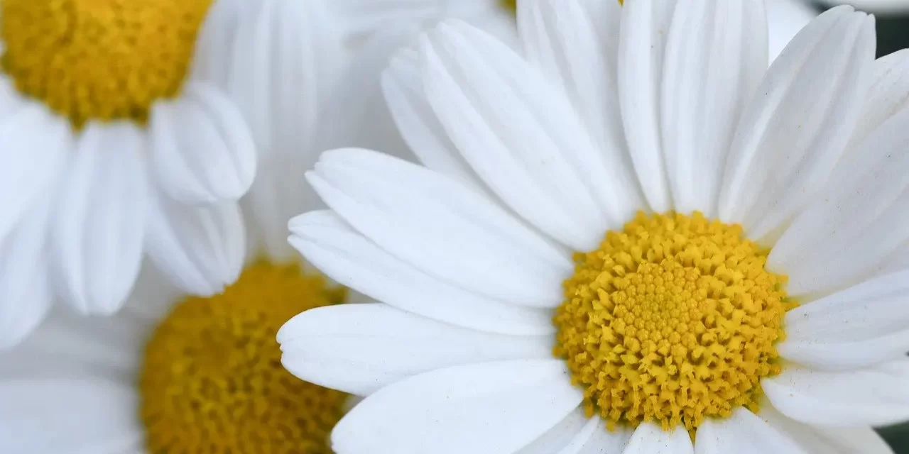 🌿 HOW TO BE FREE FROM THOUGHTS: HOW TO STOP OBSESSIVE THOUGHTS | MASTER WOO MYUNG | SANTA CLARA MEDITATION