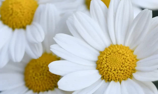 🌿 HOW TO BE FREE FROM THOUGHTS: HOW TO STOP OBSESSIVE THOUGHTS | MASTER WOO MYUNG | SANTA CLARA MEDITATION