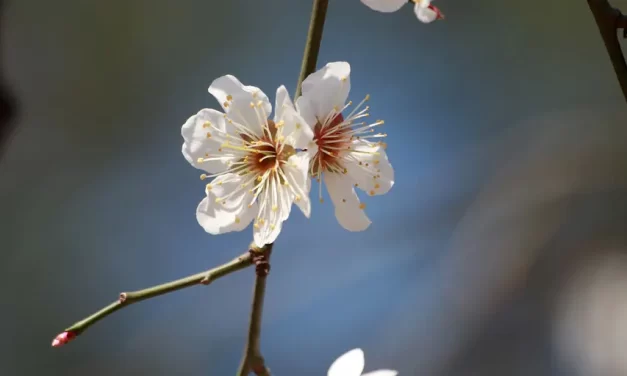 🔍 HOW DO YOU KNOW IF SOMETHING IS REAL OR FAKE?: DISCERNING TRUTH FROM FALSEHOOD THROUGH THE MIND OF GOD, BUDDHA, ALLAH | MASTER WOO MYUNG | SANTA CLARA MEDITATION