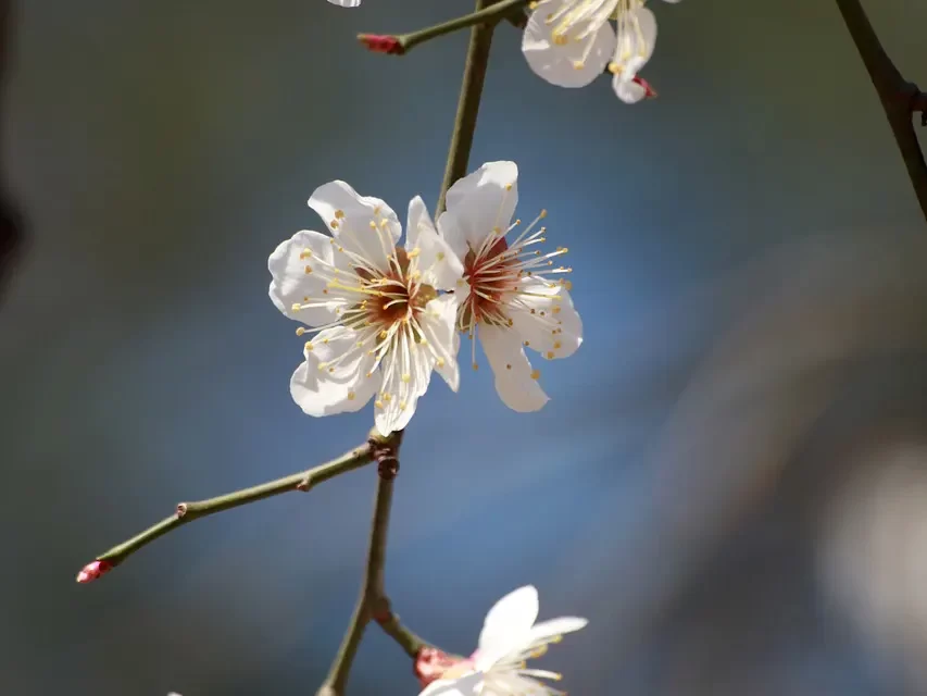 🔍 HOW DO YOU KNOW IF SOMETHING IS REAL OR FAKE?: DISCERNING TRUTH FROM FALSEHOOD THROUGH THE MIND OF GOD, BUDDHA, ALLAH | MASTER WOO MYUNG | SANTA CLARA MEDITATION