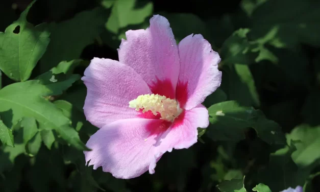 🌠 Kyuk-Am-Yu-Rok Prophecy and the Bible: Only Those Who Become Truth Will Live | Master Woo Myung | Santa Clara Meditation