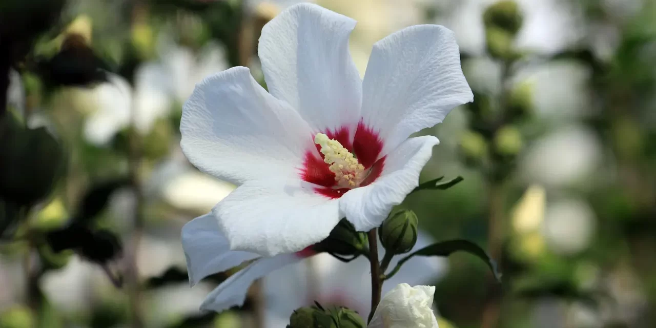 🌠 What Is Salvation? It Is Falseness Becoming Truth: The True Meaning of Salvation | Master Woo Myung | Santa Clara Meditation