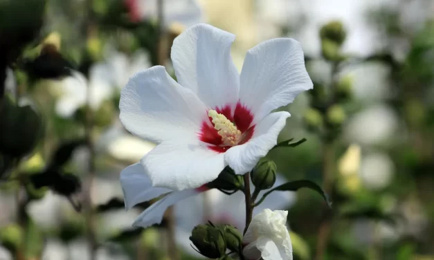 🌠 What Is Salvation? It Is Falseness Becoming Truth: The True Meaning of Salvation | Master Woo Myung | Santa Clara Meditation