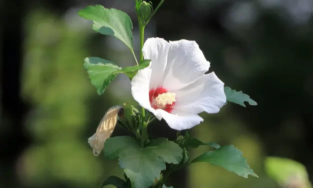 🌠 HOW CAN ONE KNOW TRUTH? AWAKENING BEYOND HUMAN CONCEPTIONS | MASTER WOO MYUNG | SANTA CLARA MEDITATION