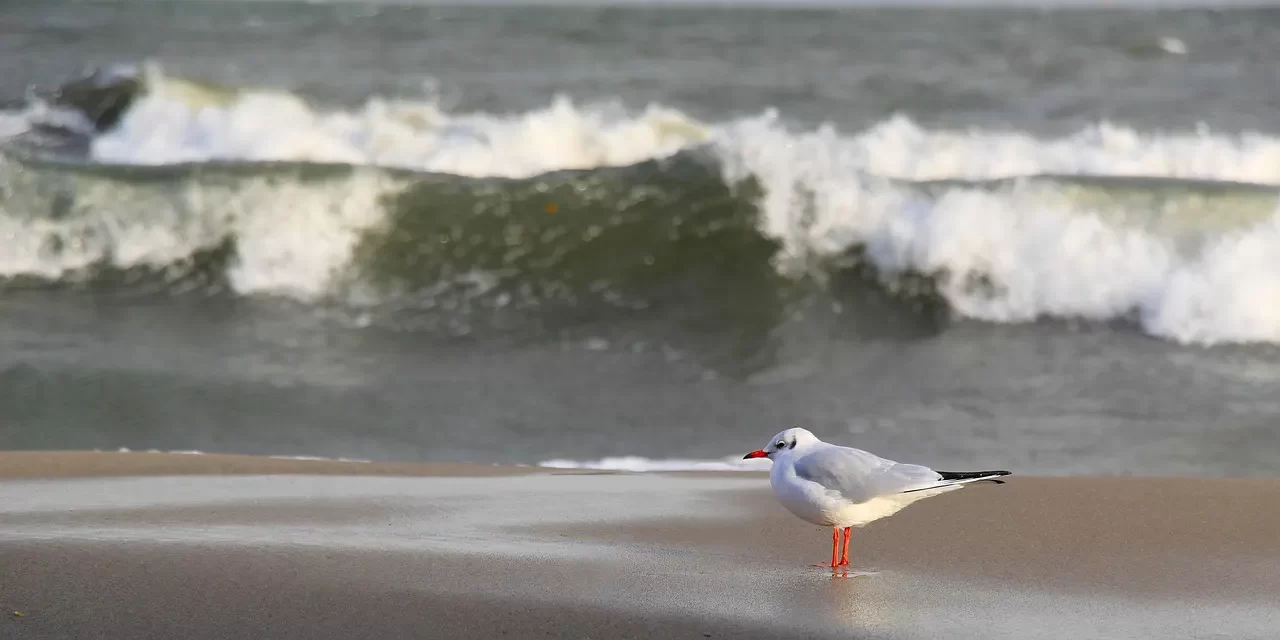⏳ LIFESPAN: UNDERSTANDING NATURE’S FLOW, FINITE LIFE, AND AWAKENING TO COMPLETION | MASTER WOO MYUNG | SANTA CLARA MEDITATION