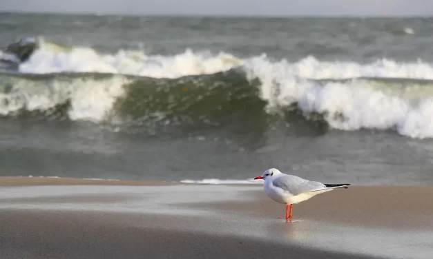 ⏳ LIFESPAN: UNDERSTANDING NATURE’S FLOW, FINITE LIFE, AND AWAKENING TO COMPLETION | MASTER WOO MYUNG | SANTA CLARA MEDITATION