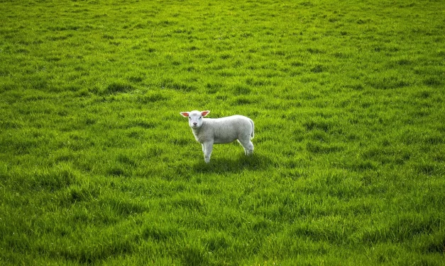 🌿 People Do Not Know How to Receive Jesus: righteousness truth and the mind of God | Master Woo Myung | Santa Clara Meditation