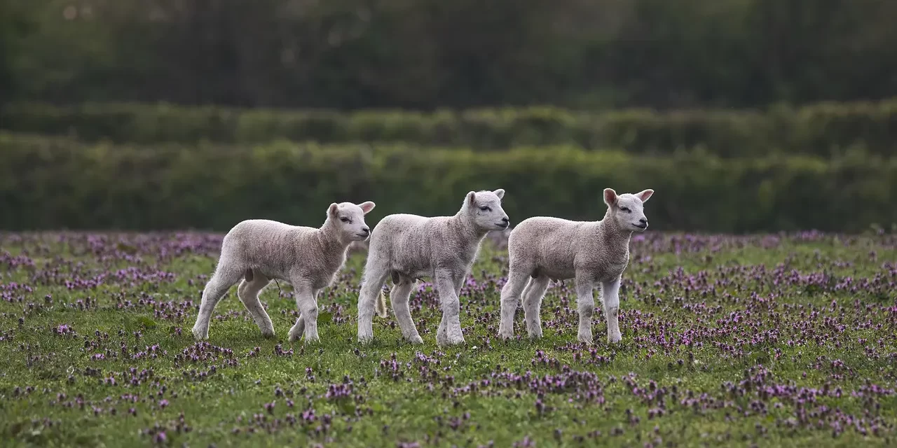 🌠 THE DEAD ARE THE LIVING AND THE LIVING ARE THE DEAD: MASTER WOO MYUNG ON TRUE LIFE AND FALSE LIFE | SANTA CLARA MEDITATION
