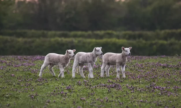 🌠 THE DEAD ARE THE LIVING AND THE LIVING ARE THE DEAD: MASTER WOO MYUNG ON TRUE LIFE AND FALSE LIFE | SANTA CLARA MEDITATION