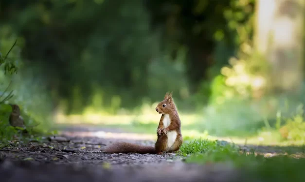 🌸 WORRIES: UNDERSTANDING LIFE’S CONDITIONS AND LIVING FREE FROM ANXIETY IN TRUTH | MASTER WOO MYUNG | SANTA CLARA MEDITATION