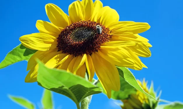 🌠 What Is the End of the World?: when falseness becomes Truth | Master Woo Myung | Santa Clara Meditation