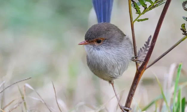 🌟 True Wisdom: awakening from false knowledge to the consciousness of God | Master Woo Myung | Santa Clara Meditation