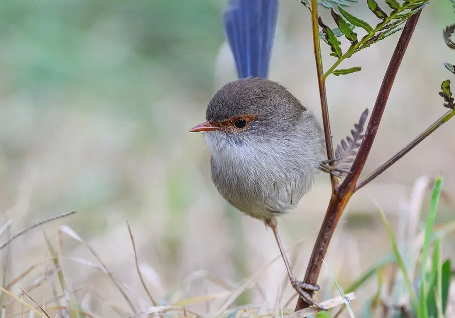 🌟 True Wisdom: awakening from false knowledge to the consciousness of God | Master Woo Myung | Santa Clara Meditation
