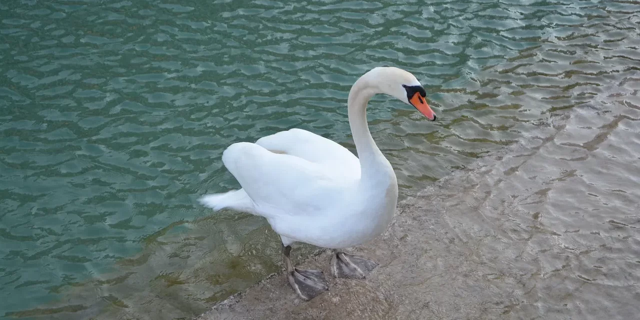 💧 HOW CAN I CLEANSE MY MIND?: DISCARDING FALSE PICTURES AND AWAKENING TO TRUTH AND HUMAN COMPLETION | MASTER WOO MYUNG | SANTA CLARA MEDITATION