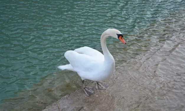 💧 HOW CAN I CLEANSE MY MIND?: DISCARDING FALSE PICTURES AND AWAKENING TO TRUTH AND HUMAN COMPLETION | MASTER WOO MYUNG | SANTA CLARA MEDITATION